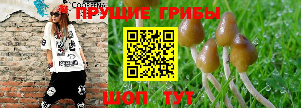 Псилоцибиновые грибы Cubensis  Вход с VPN  Псилоцибиновые грибы мухоморы  Трёхгорный 